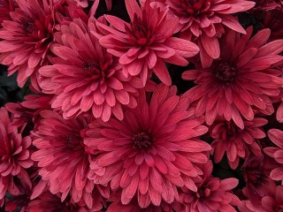 Rompecabezas «Chrysanthemum»