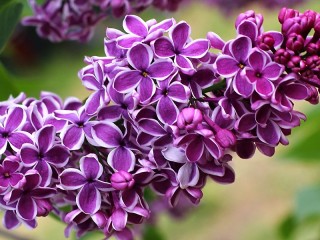 Rompecabezas «Branch of lilac»